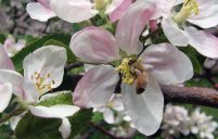 Apple blossoms at Allenholm Farm